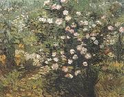 Vincent Van Gogh Rosebush in Blossom (nn04)
